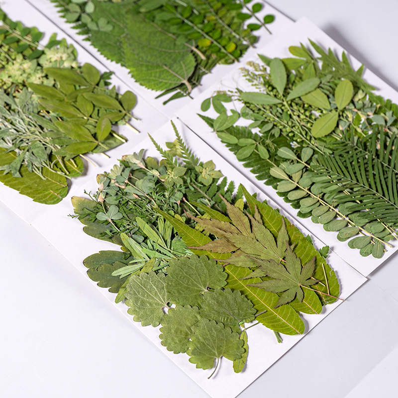 Dried Flower Bookmark - 1 takım 35 adet Preslenmiş Kurutulmuş