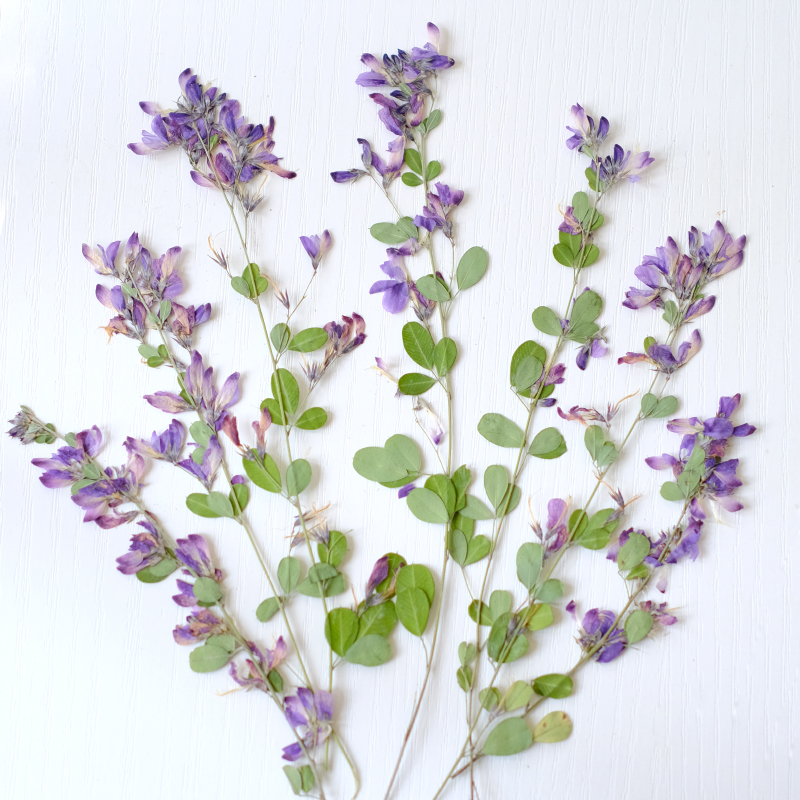 Dried Flower Bookmark - 6 adet, doğa Lespedeza Formosa Kurutulmuş