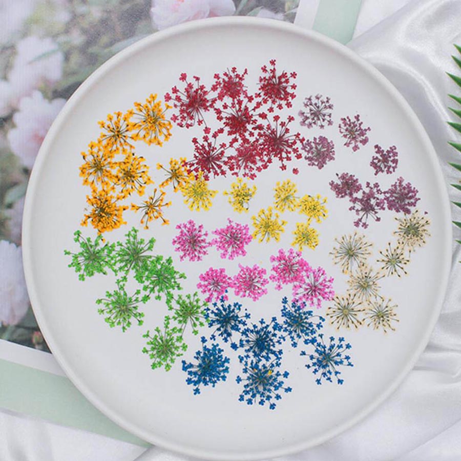 Dried Flower Bookmark - 60 adet preslenmiş kurutulmuş 15-20mm Ammi