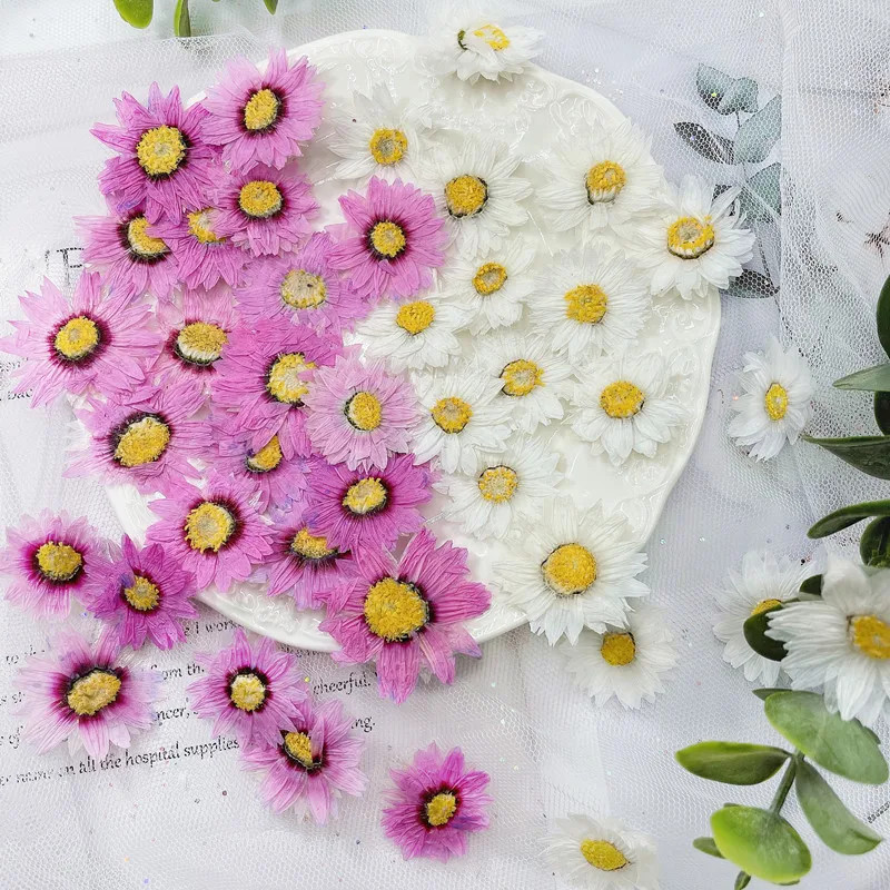 Dried Flower Bookmark - 24 adet/2-4CM, doğal preslenmiş çiçek yaprakları,