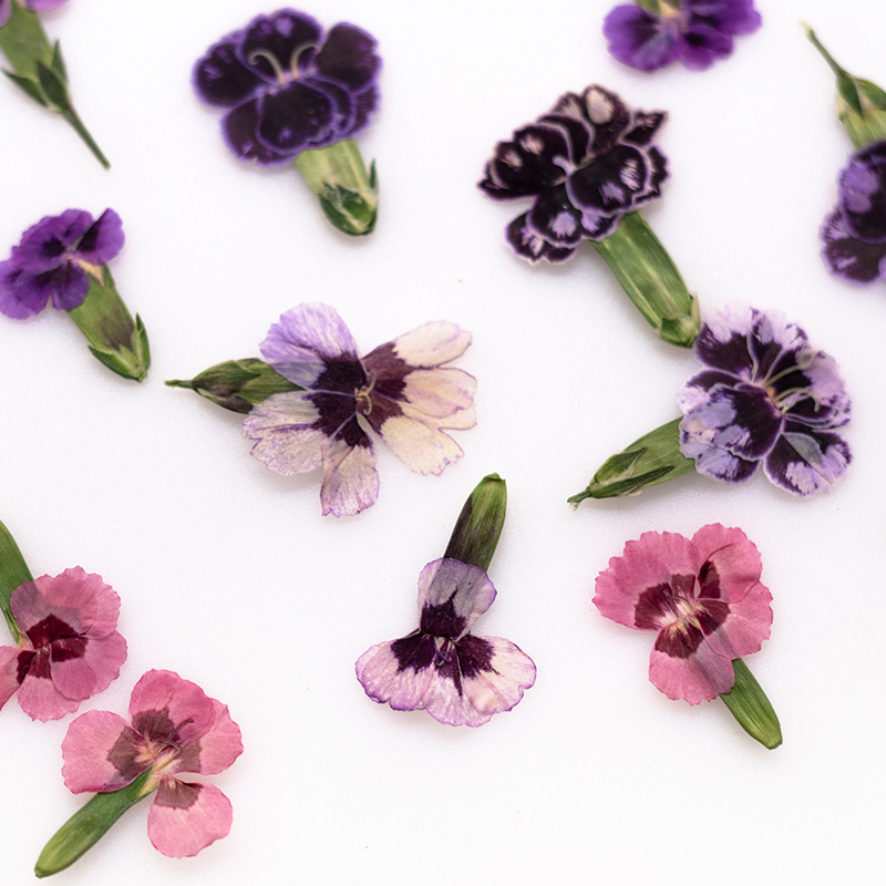 Dried Flower Bookmark - 24 adet, Preslenmiş Kurutulmuş Dianthus Çiçekleri