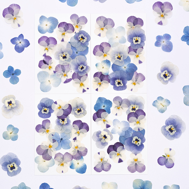 12 adet, Gerçek Viola Cornuta  - Dried Flower Bookmark incelemesi ve fiyatı