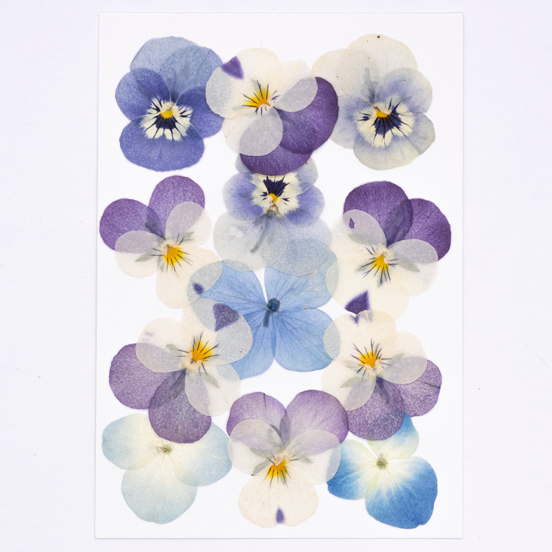 12 adet, Gerçek Viola Cornuta  - Dried Flower Bookmark incelemesi ve fiyatı