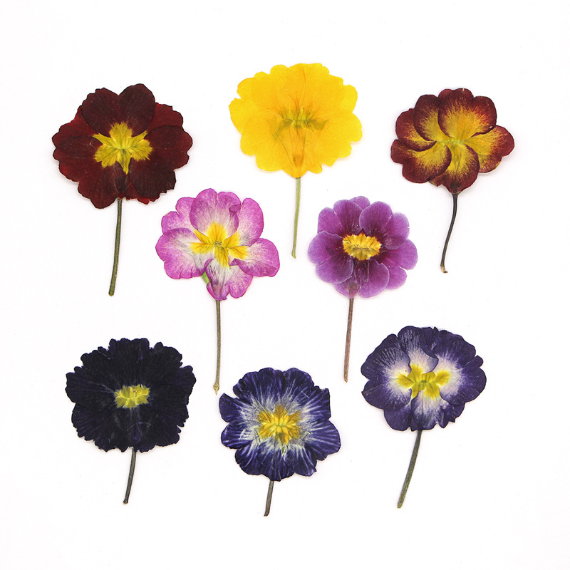 48 Adet Avrupa Çiçeksiği Öğret - Dried Flower Bookmark incelemesi ve fiyatı
