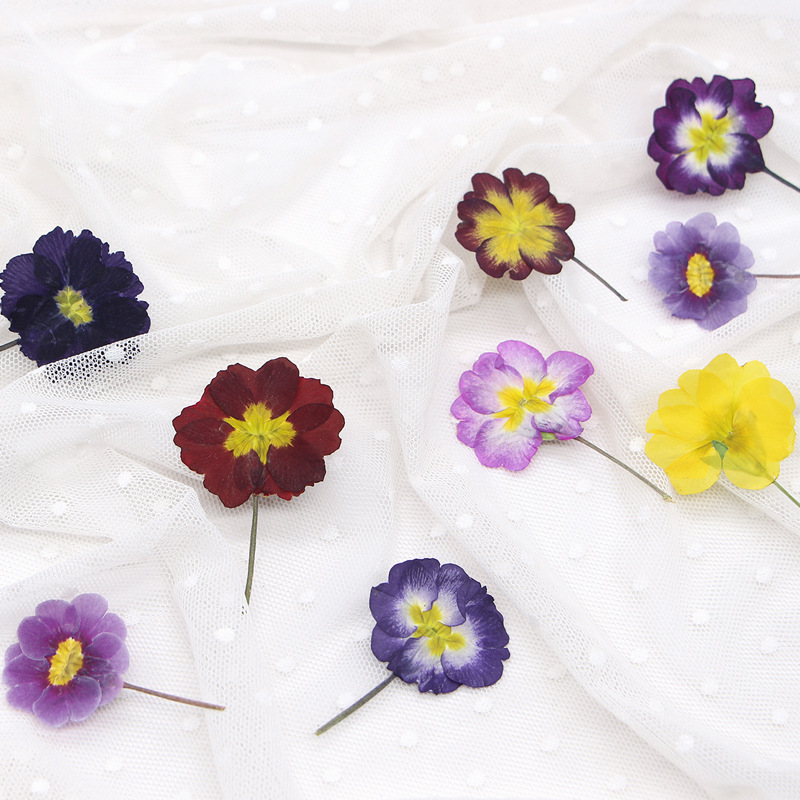 48 Adet Avrupa Çiçeksiği Öğret - Dried Flower Bookmark incelemesi ve fiyatı