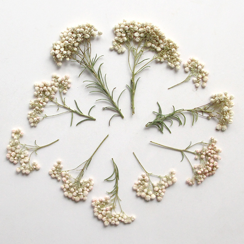 12 adet, Doğa Darı Çiçek Dalla - Dried Flower Bookmark incelemesi ve fiyatı