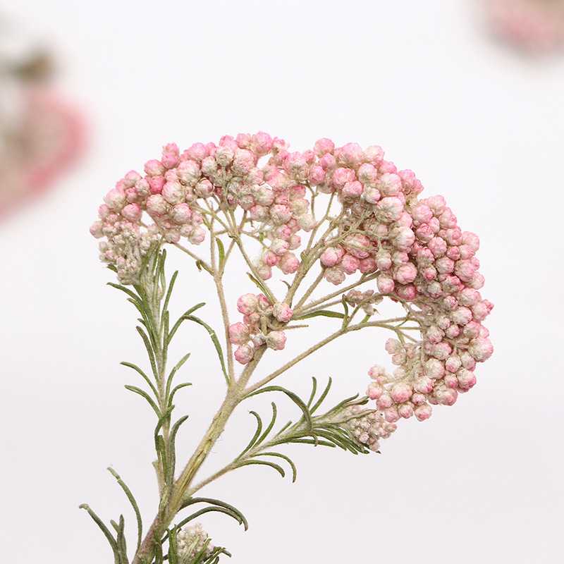 12 adet, Doğa Darı Çiçek Dalla - Dried Flower Bookmark incelemesi ve fiyatı