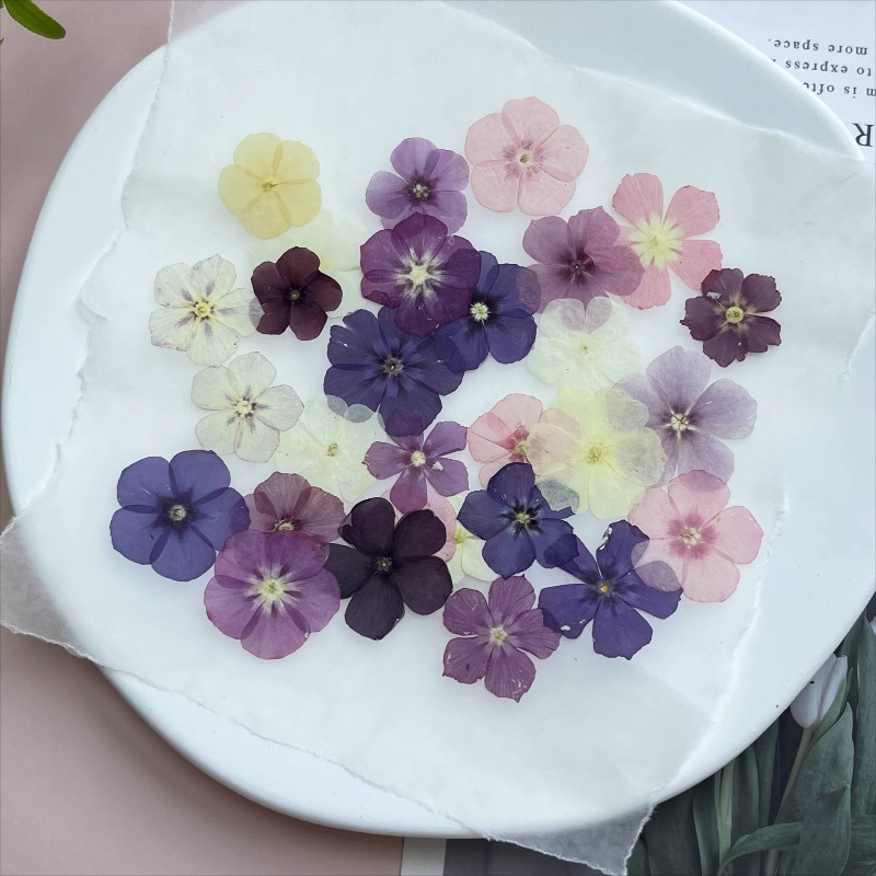 12 adet, Yarı Şeffaf Niş Phlox - Dried Flower Bookmark incelemesi ve fiyatı