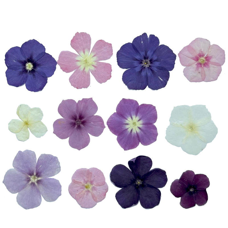 12 adet, Yarı Şeffaf Niş Phlox - Dried Flower Bookmark incelemesi ve fiyatı